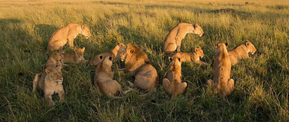 Gemini AI photo prompts — Create a Photo with a Hidden Word Gemini AI photo prompts preview — Create a Photo with a Hidden Word