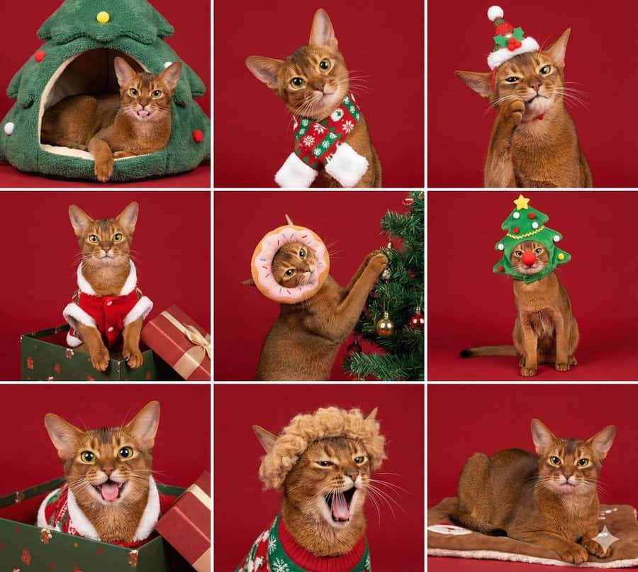 Gemini AI photo prompts — Christmas Pet Grid Gemini AI photo prompts preview — Christmas Pet Grid